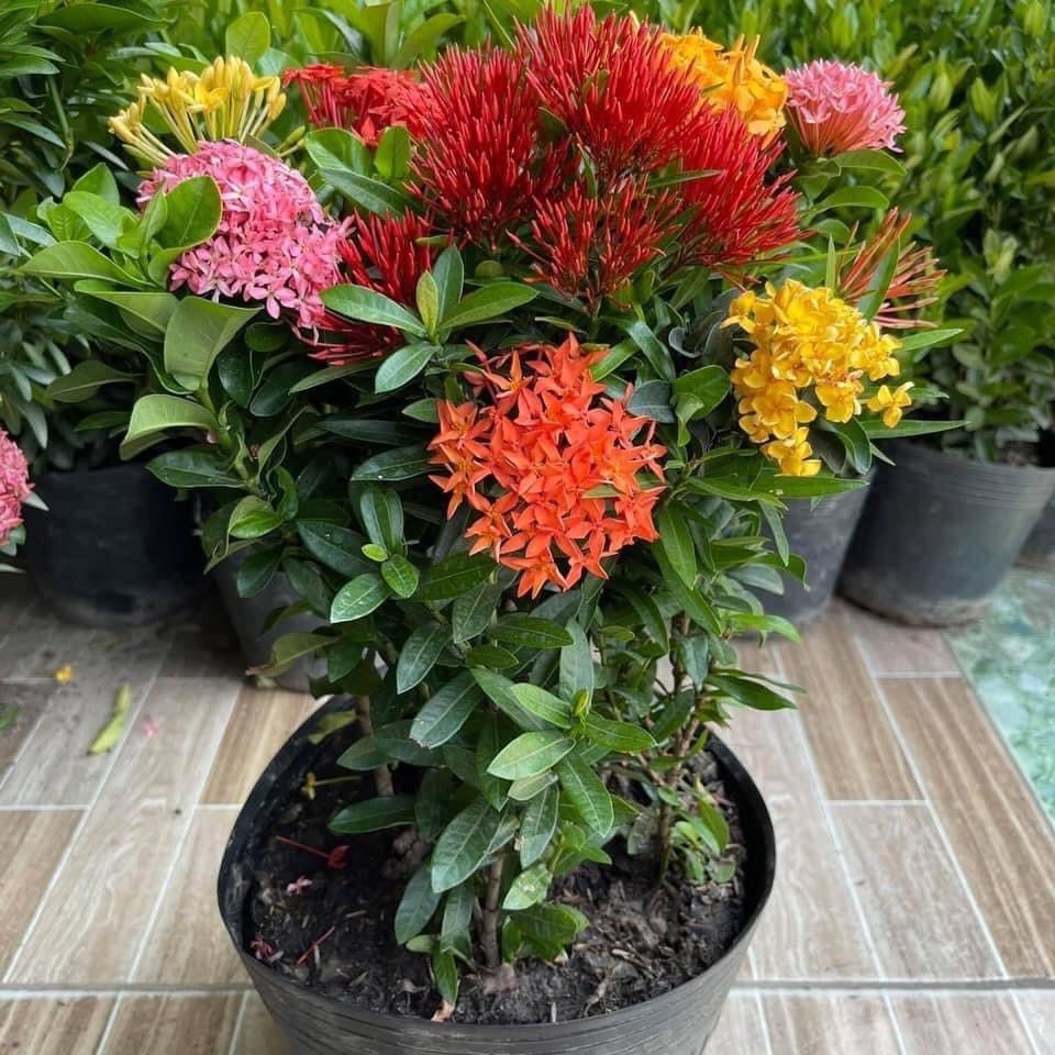 Cây Giống Hoa Mẫu Đơn Ngũ Sắc