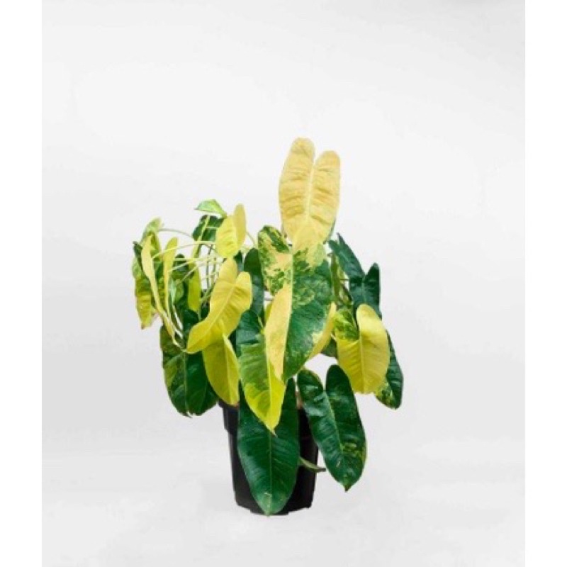 Cây trầu bà Philodendron Burle Marx Variegated