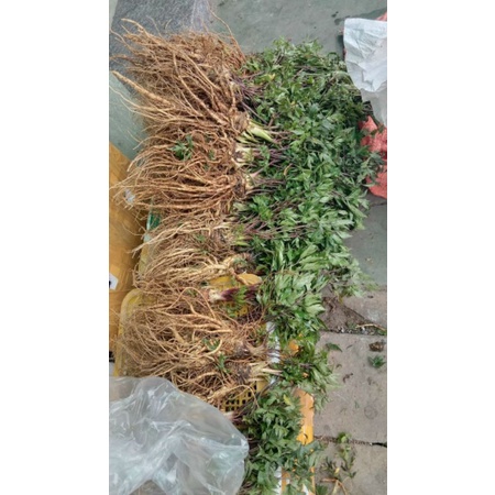 Sâm đương quy tươi 1 củ
