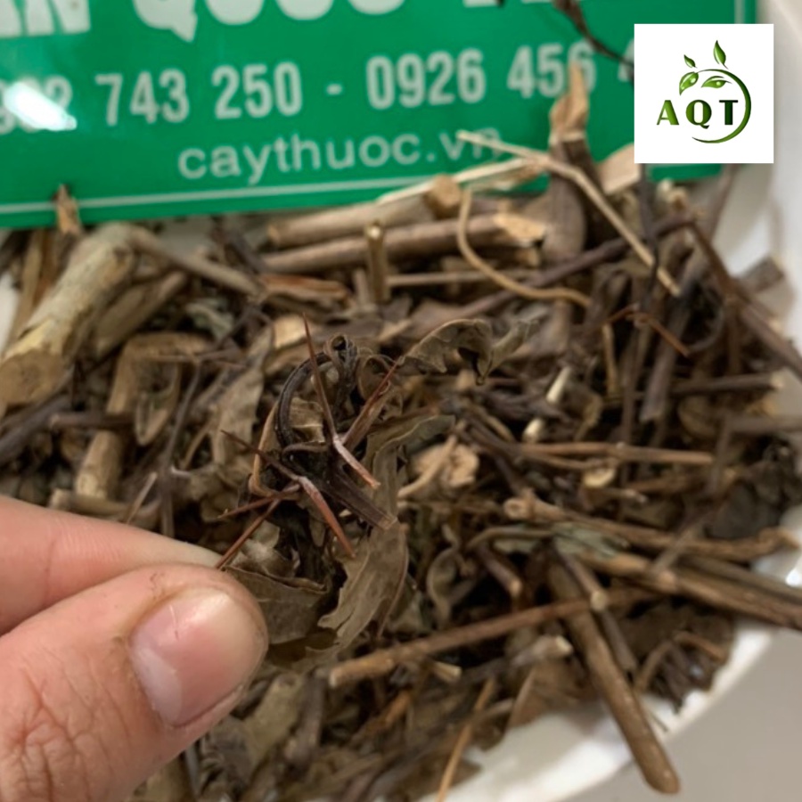 Cây Kim Vàng 1KG Phơi Khô, Giảm Đau Xương Khớp, Ngừa Hen Suyễn