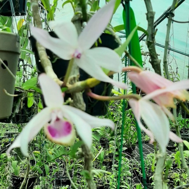 Cây lan giống Lan Phi điệp giao hàng như hình tặng kèm chậu, mua 10 cây tặng 1 cây