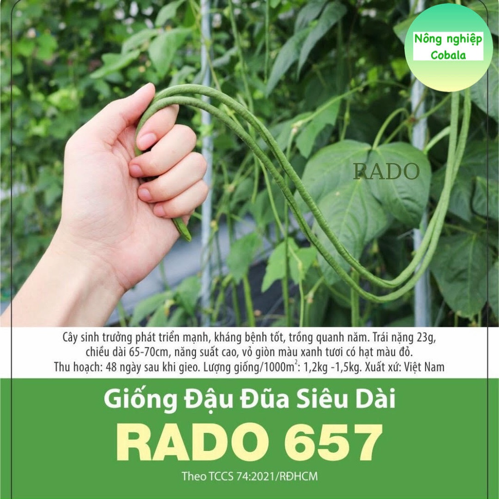 Hạt Giống Đậu Đũa Siêu Dài (RD657) 10gr