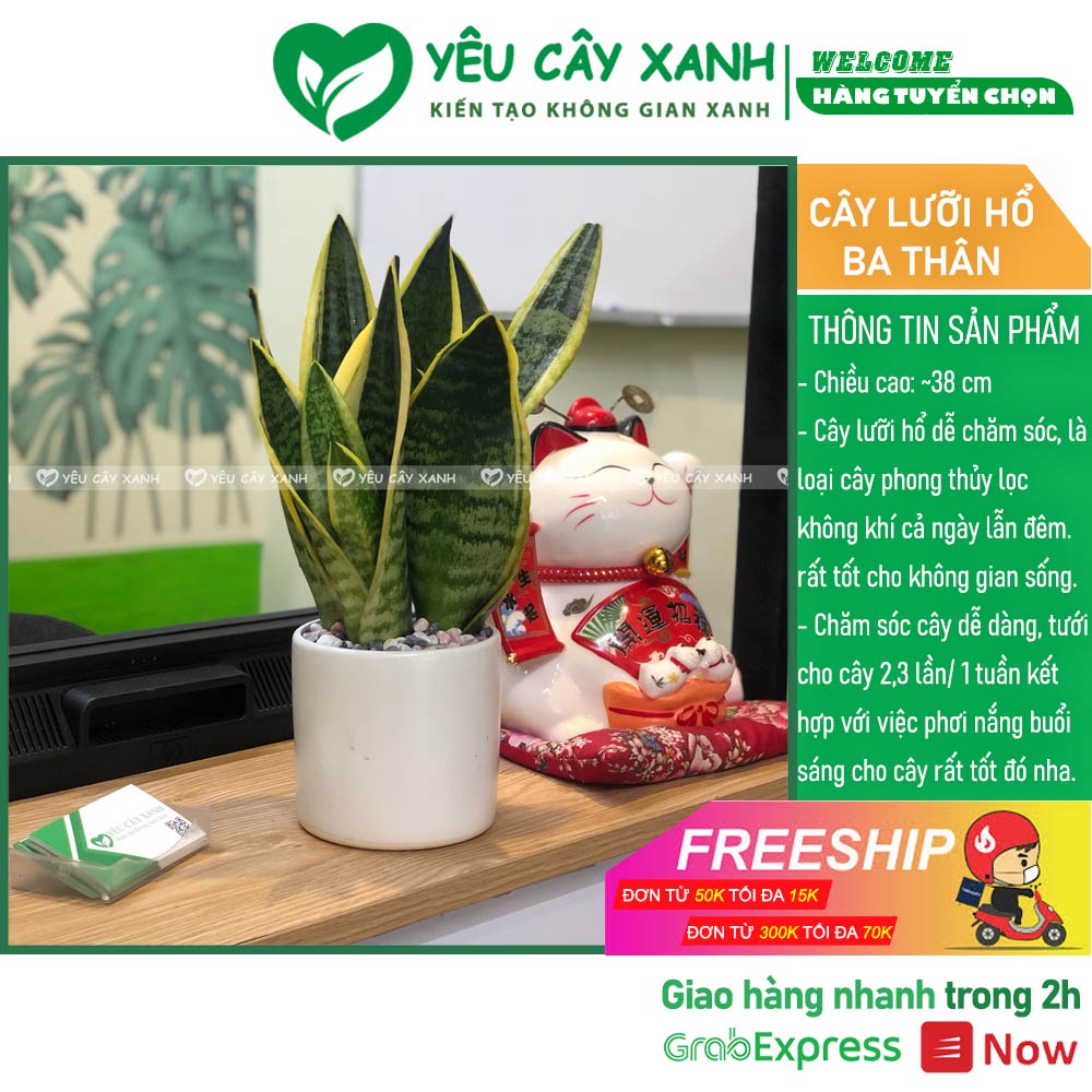 [Mã SKAMLSC28 giảm 10% tối đa 50K đơn 100K] Cây Lưỡi Hổ để bàn