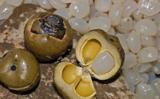 Hạt đác tươi