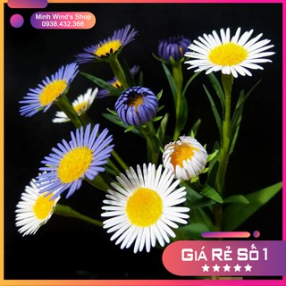 K53 - Khuôn Kim Loại Cắt Hoa Thạch Thảo