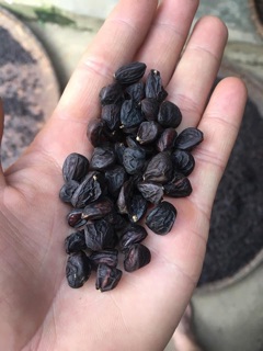 Combo Hạt Dổi - Mắc Khén (2 in 1)