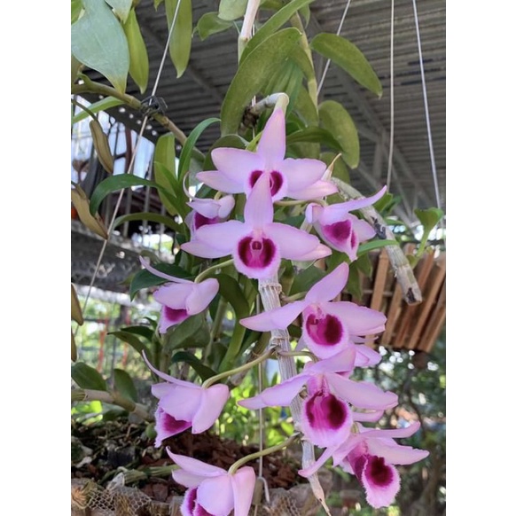 Hoa phong lan  mua 3 🎁 thêm 1 kie  phi điệp tím đậm hoà bình