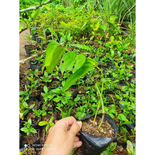 🍀CÂY GIỐNG TIÊU ĂN HẠT🍀...22k/bầu.. cây to hơn hình đăng
