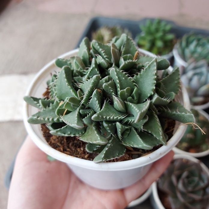 Sen đá hàm cá sấu cỡ to