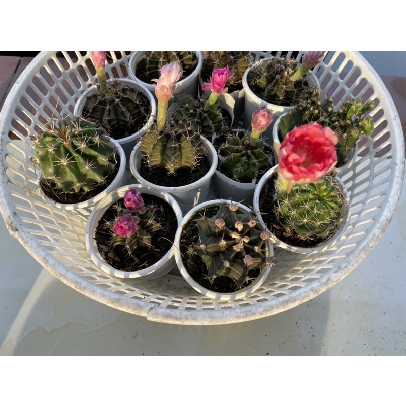combo 10 cây xương rồng