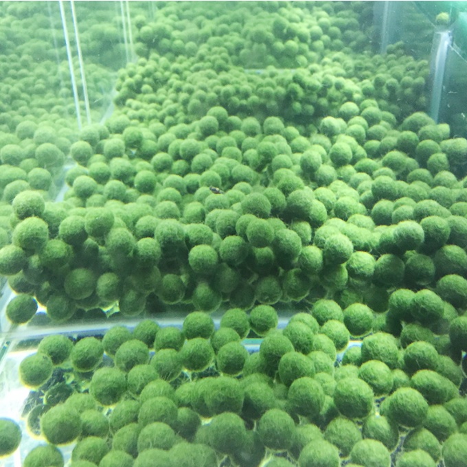 Tảo cầu hạnh phúc Marimo cho các bạn thả bể thủy sinh trang trí bàn làm việc, DIY