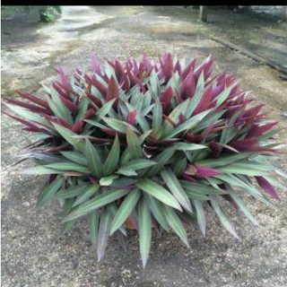 cây lẻ bạn(cây sò huyết)