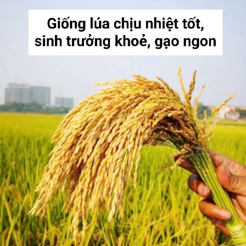 Hạt giống lúa lứt tẻ thơm, lúa lứt Séng cù gói 1kg