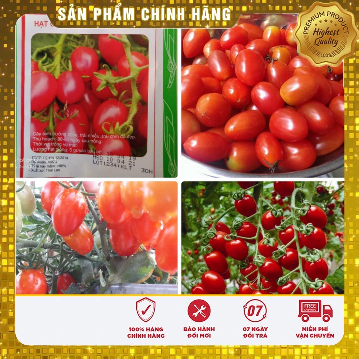 Hạt giống Cà Chua Bi Nhót 30 Hạt [Bán Sỉ]