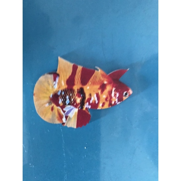 Cây kè cá betta mô hình!