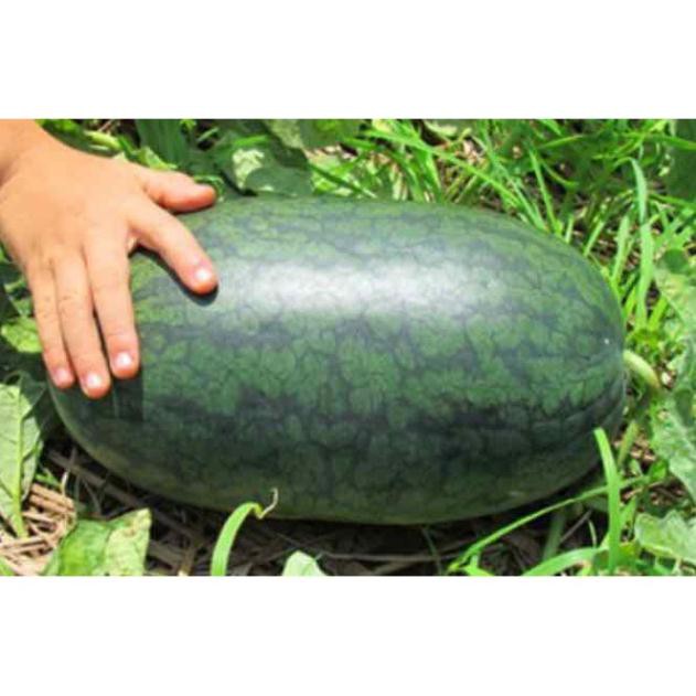 HẠT GIỐNG DƯA HẤU DÀI - GÓI 1 GRAM