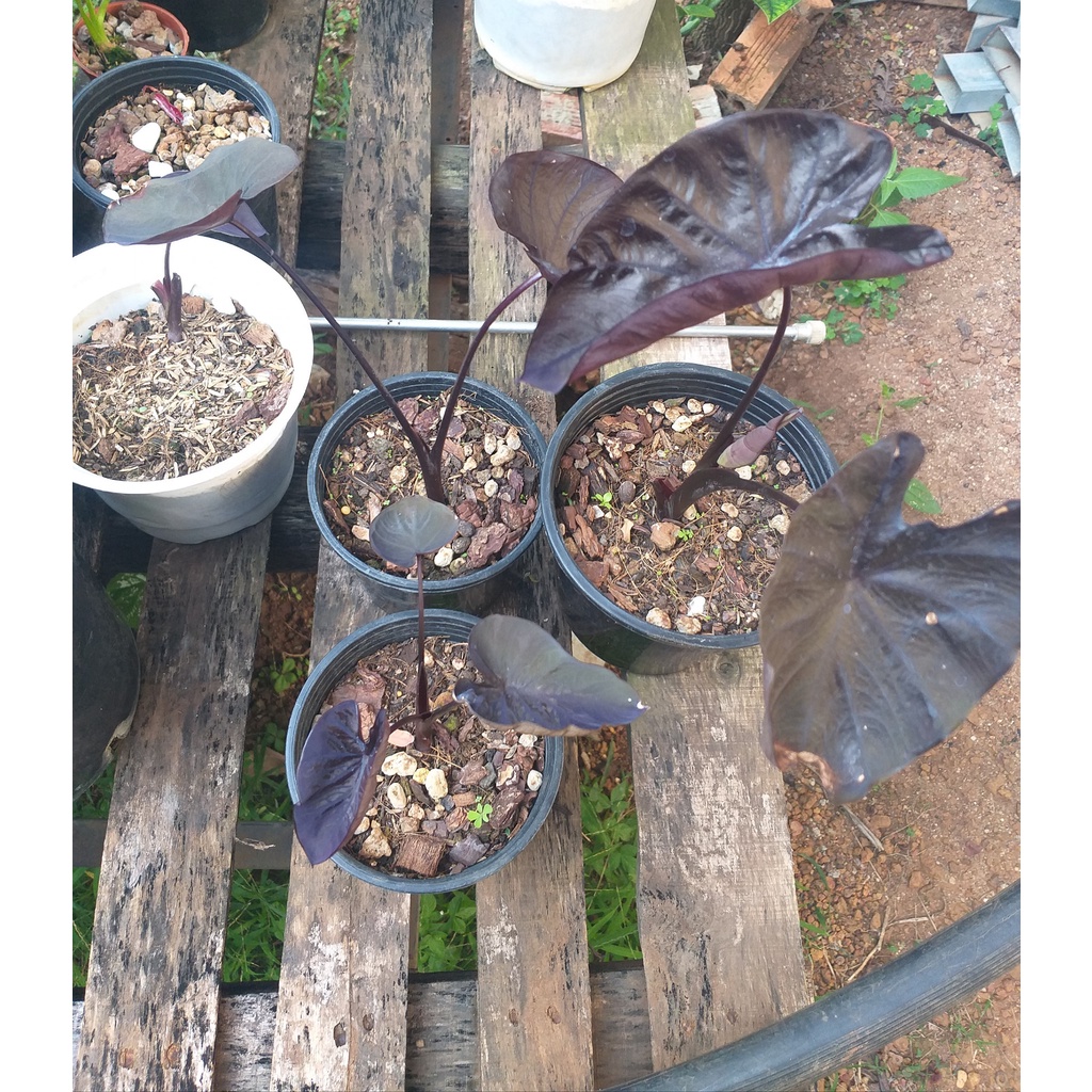 Môn đen Colocasia Black Coral