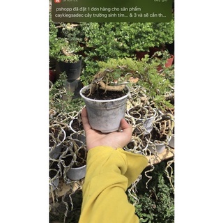 caykiengsadec  cần thăng 1 cây.