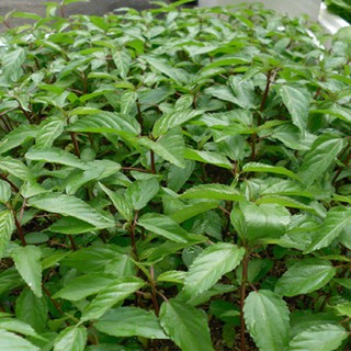 Hạt Giống Rau Đay Đỏ Rạng Đông 20Gram