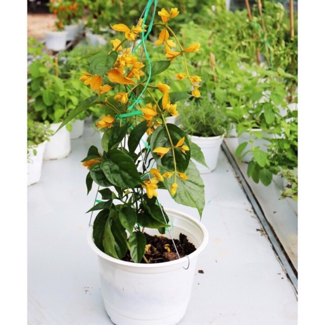 Cây leo lan hoàng dương