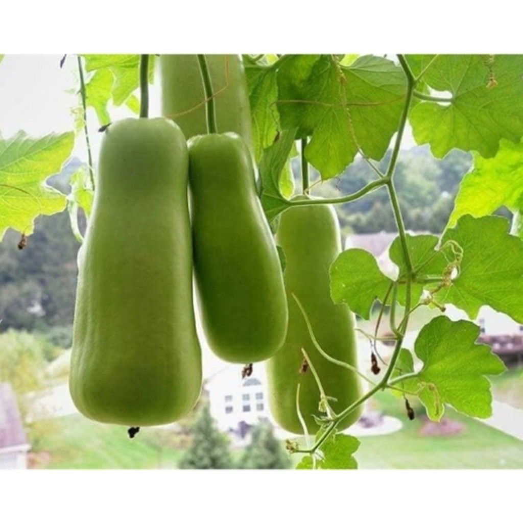 HẠT GIỐNG BẦU BỐN MÙA THÁI LAN