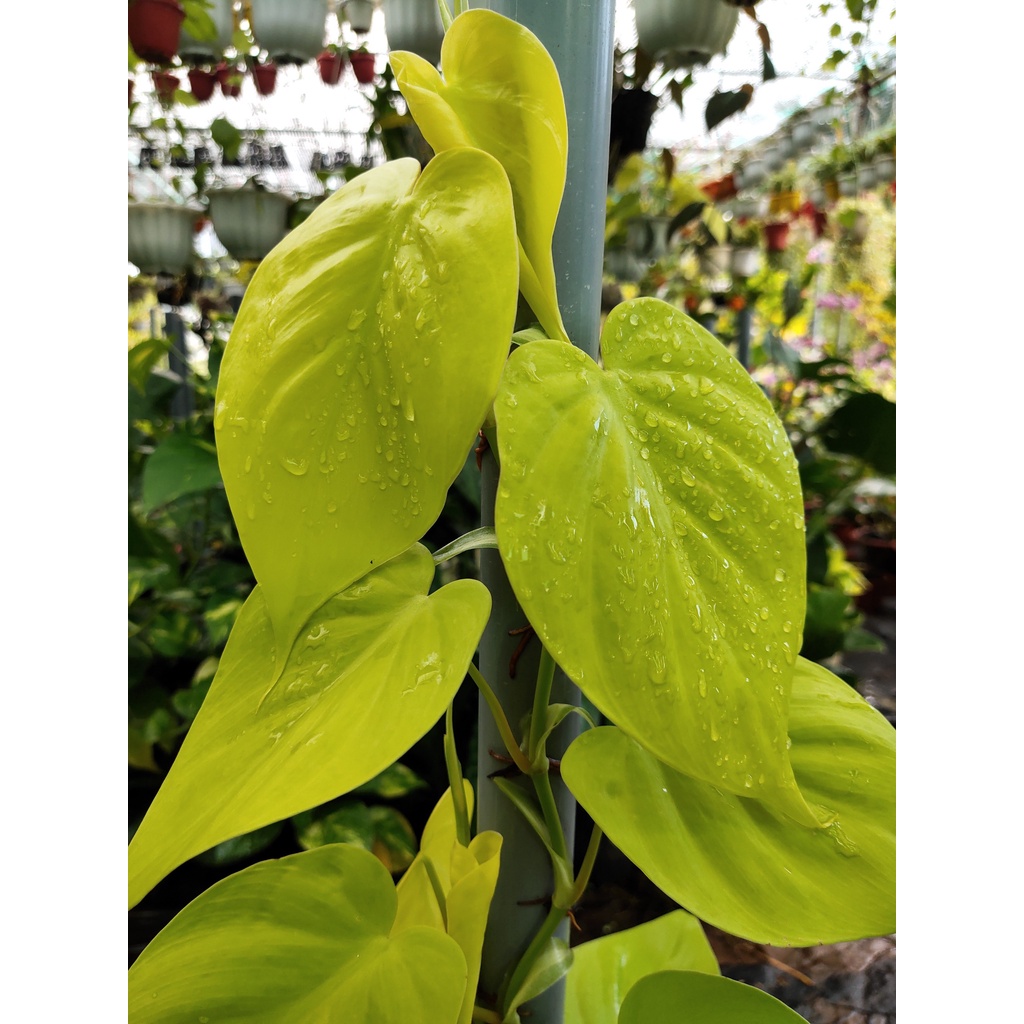 Trầu bà vàng lá tim chậu mini Philodendron Hederaceum 'Lemon Lime