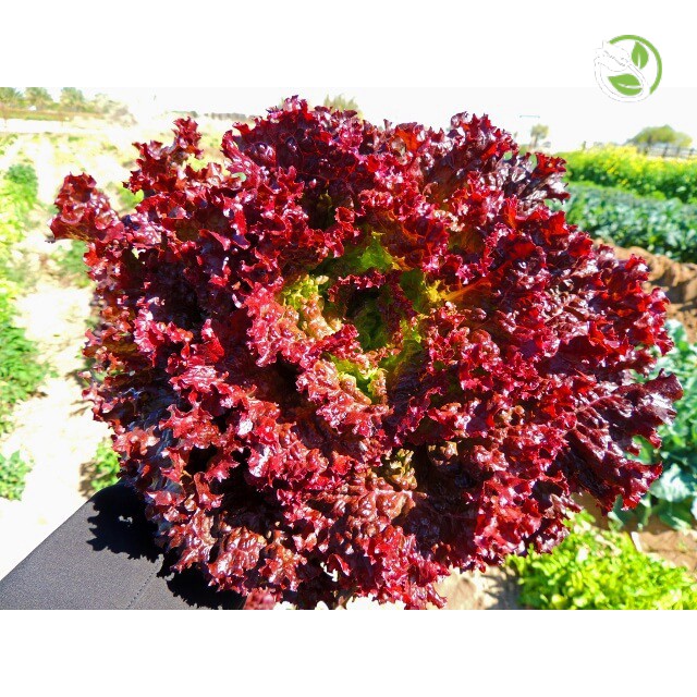 Hạt Giống Rau Xà Lách Tím Lollo Rossa Phú Nông - Gói 2g - Lollo Rossa Lettuce