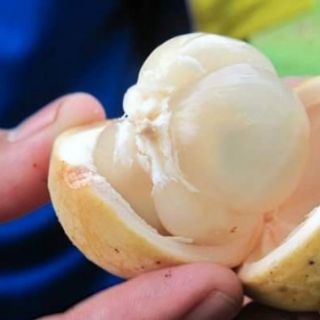 Cây giống bòn bon