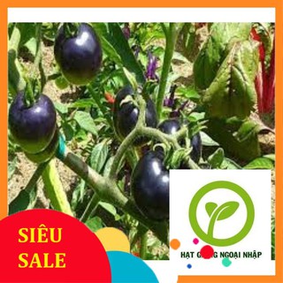 hạt giống cà chua bi đen 30 hạt HAT F1