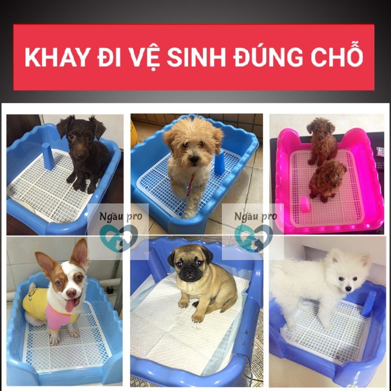 Khay vệ sinh chó đực có tường cao size To Dài , Khay huấn luyện cún vệ sinh đúng chỗ thành cao ngaupet