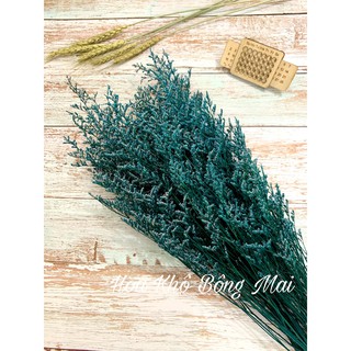 🌸Loại đẹp🌸 Hoa sao khô HOA SAO ĐUÔI CÔNG - DRIED STATICE màu xanh dương decor trang trí