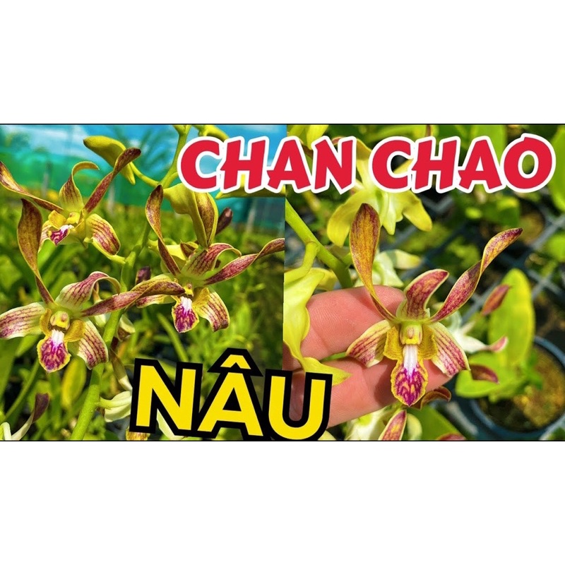 Dendro chanchao nâu cây tơ đẹp
