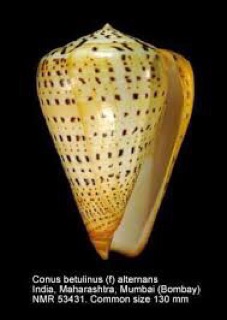 Vỏ ốc cối mè bông
