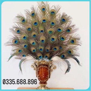 Combo 100 lông công ~90cm phong thủy tự nhiên mắt vừa