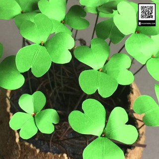 Hạt giống cỏ ba lá - 50 hạt - HG10