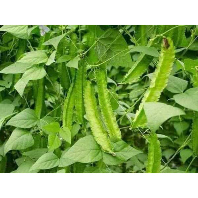 Hạt giống đậu rồng  xanh siêu trái Trang Nông