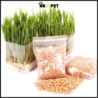 1 GÓI HẠT GIỐNG CỎ LÚA MÌ CHO MÈO