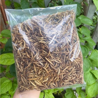 Sâu sấy supper worm thơm bơ