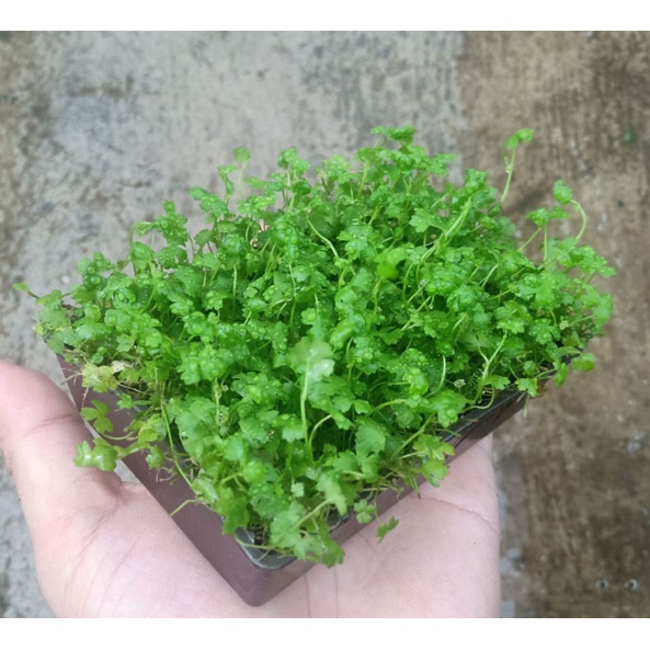 Rau má hương cây thủy sinh trải nền - Vỉ 10x8cm