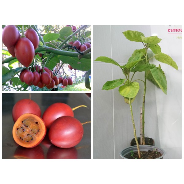 Hạt giống cà chua thân gỗ tamarillo 10 hạt - TẶNG 5 viên nén ươm hạt giống - HGT