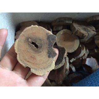 Giá thể dán ráy, bucep