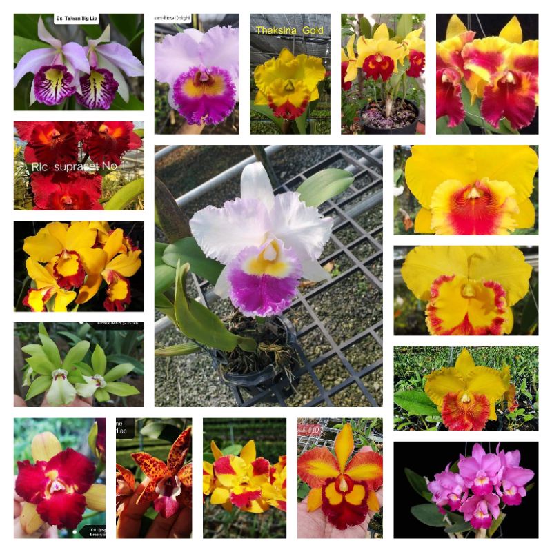 Phong lan cattleya trưởng thành hàng lá chọn chuẩn màu