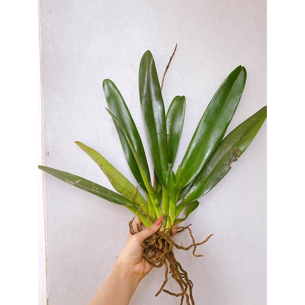 LAN HÀI RÂU TRỒNG THUẦN CHẬU