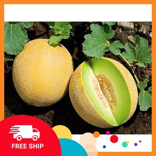 Gói 20 hạt giống dưa lưới vàng LUCKYVN