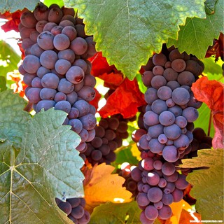 Hạt giống nho tím siêu quả chùm