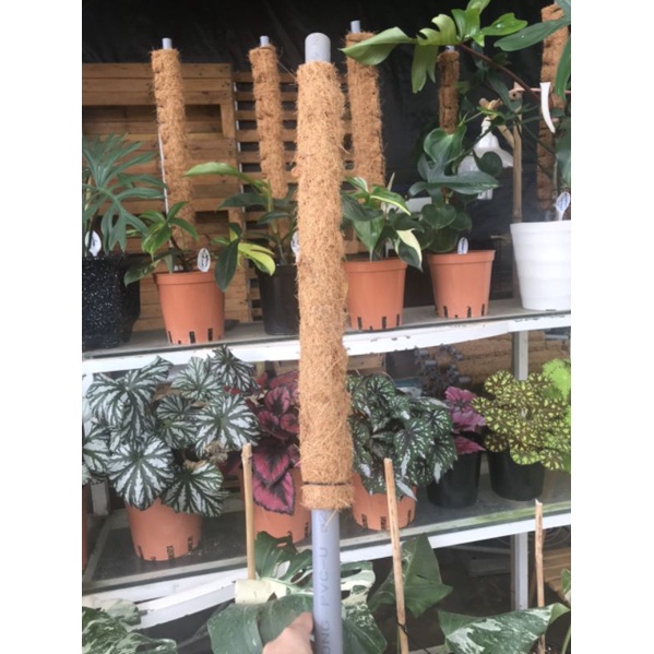 Trụ xơ dừa- chiều cao cột 50cm, dùng làm trụ cho cây bám