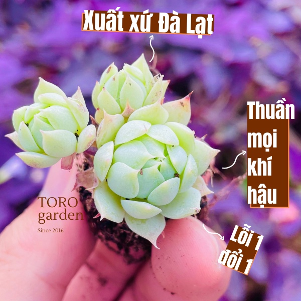 SEN ĐÁ DÙ KIM ĐÀ LẠT SIZE MINI, SIÊU KHOẺ ĐẸP, THUẦN MỌI KHÍ HẬU, HƯ 1 ĐỔI 1