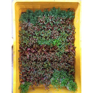 Cây Thủy Sinh Cắt Cắm thông dụng nhất cho bể thủy sinh - 1 khóm