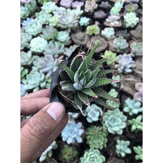 Móng rồng viền trắng bầu