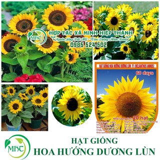 Sale off Hạt giống hoa hướng dương lùn cực đẹp.